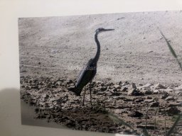 Exposición de aves de la comarca